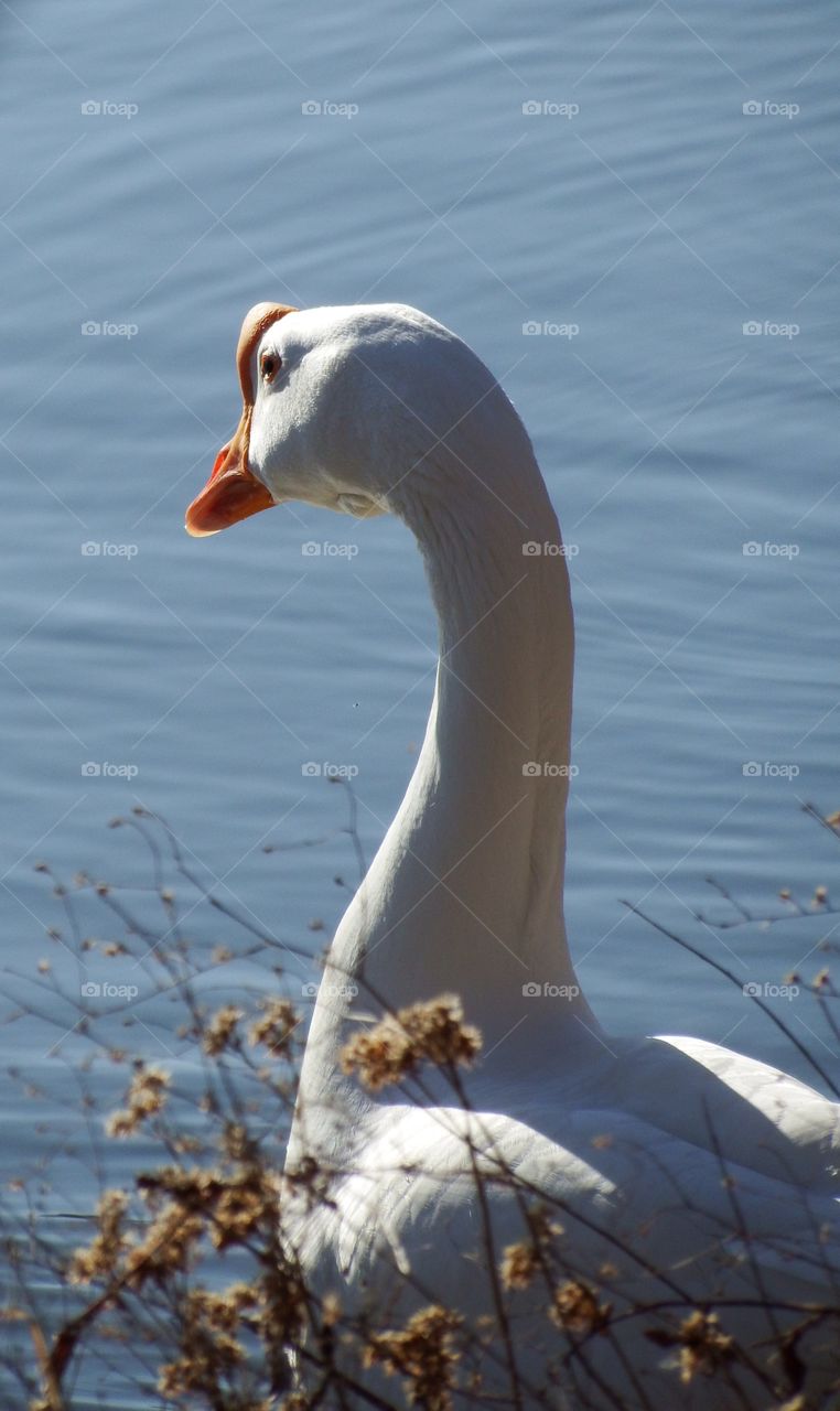 Thinking goose. A long neck goose looking across the water