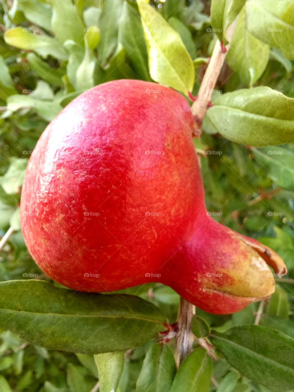 The fruit of the pomegranate