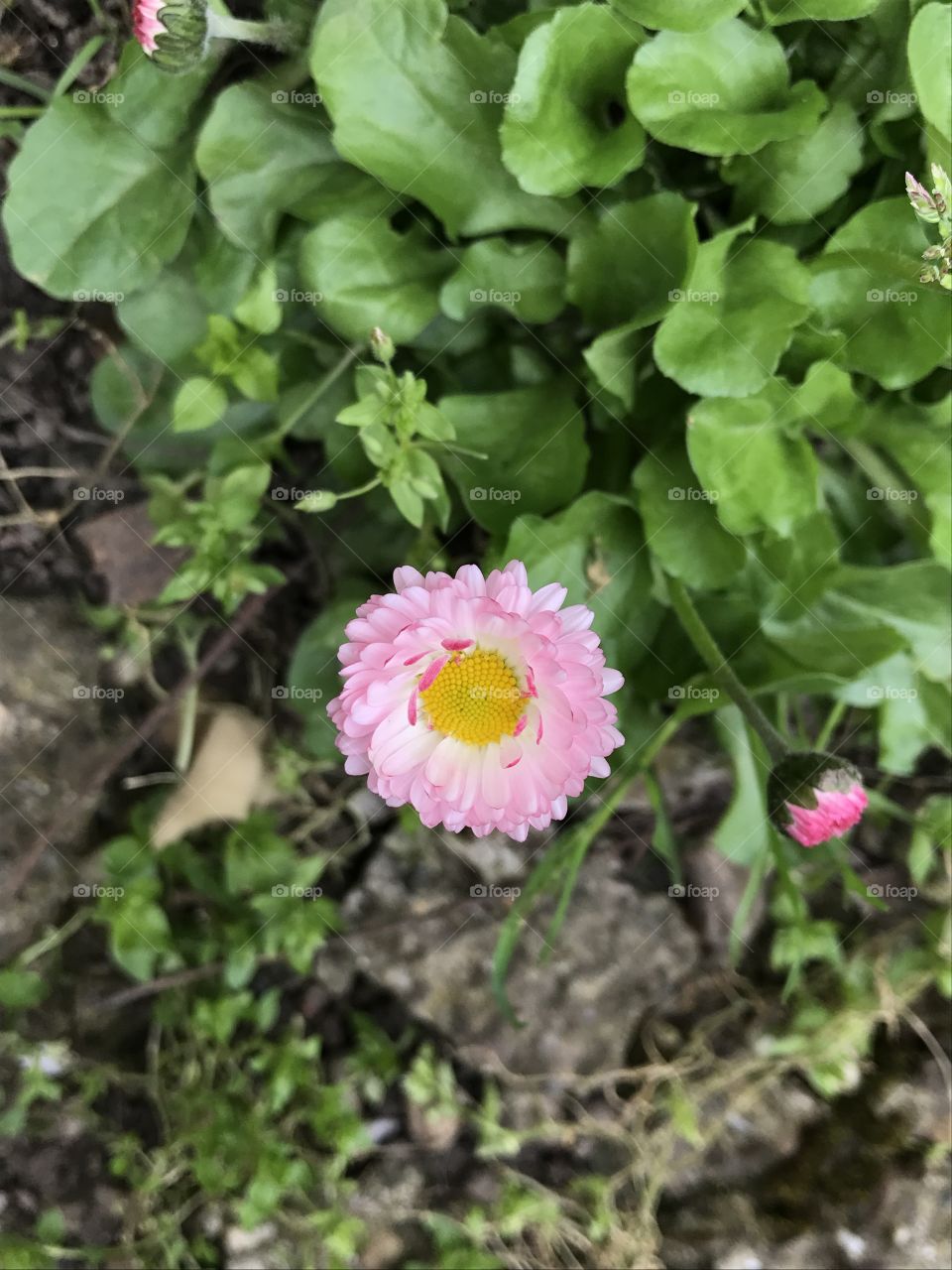 Little pink daisy flower in the beggining of the spring. Little bellis perennis flower in the spring.