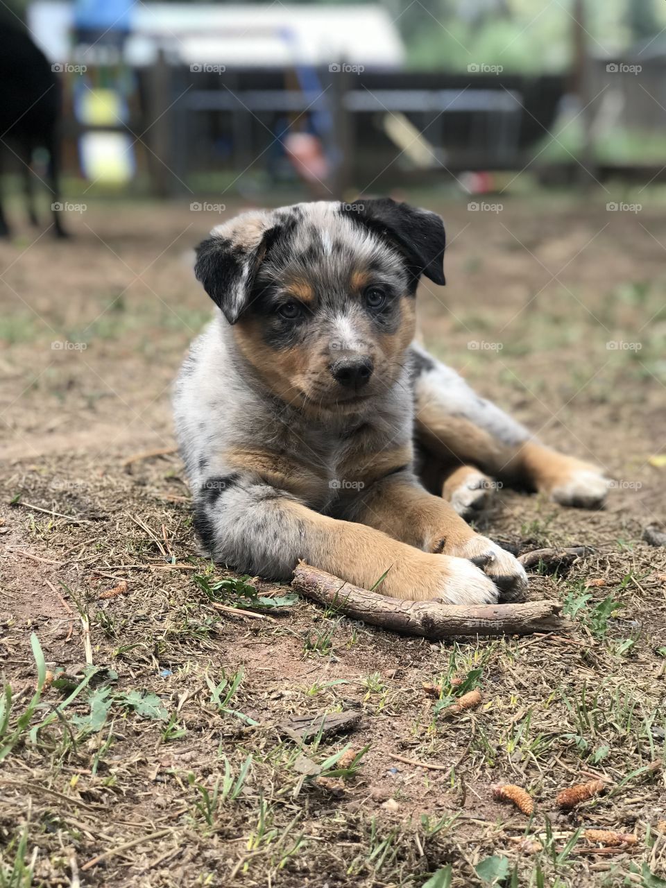 Texas Heeler puppy - Rex