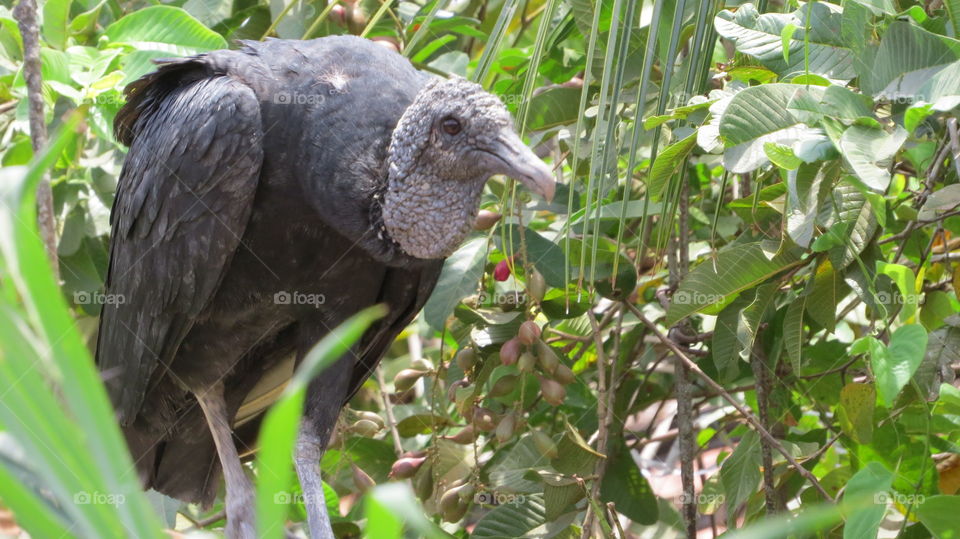 Vulture animal found in nature, death, butcher, black, native, wildlife, nature