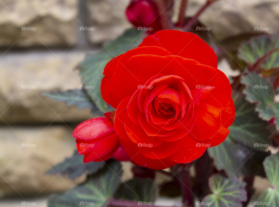 A large opened scarlet begonia flower with a stem, buds and textured leaves against a decorative brick wall.  Photo of a decorative plant in a pot, horizontal orientation