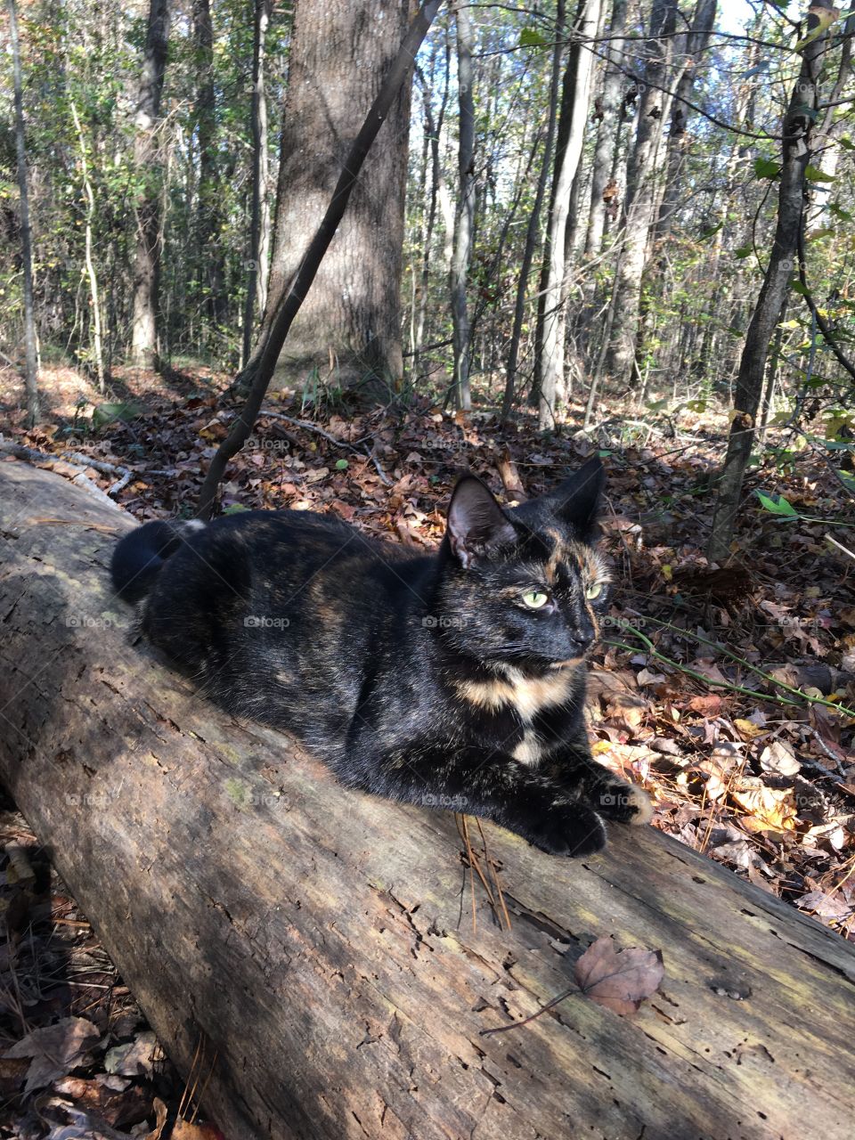 Outdoor cat on a fallen tree