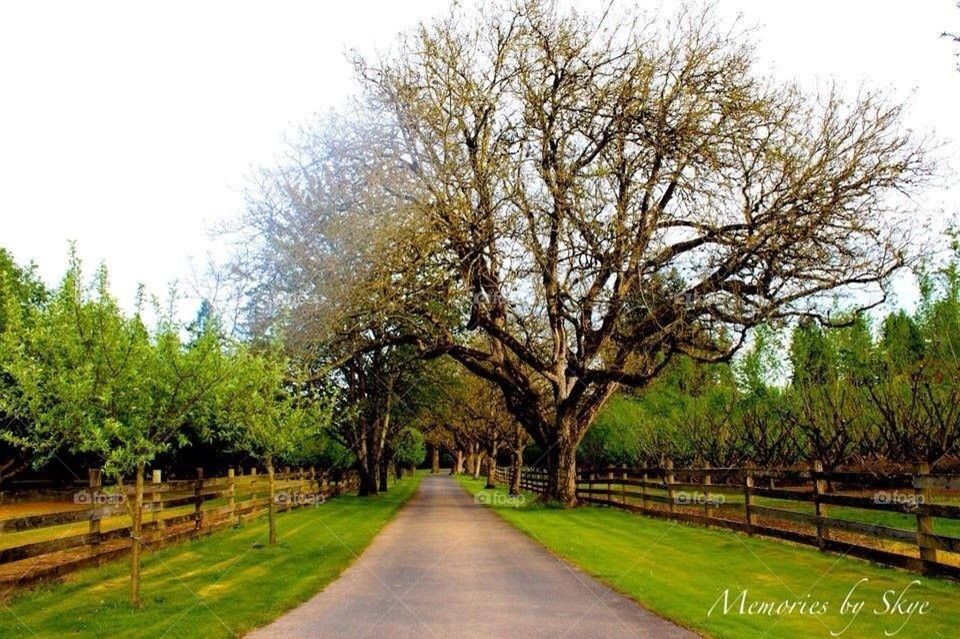 Country road