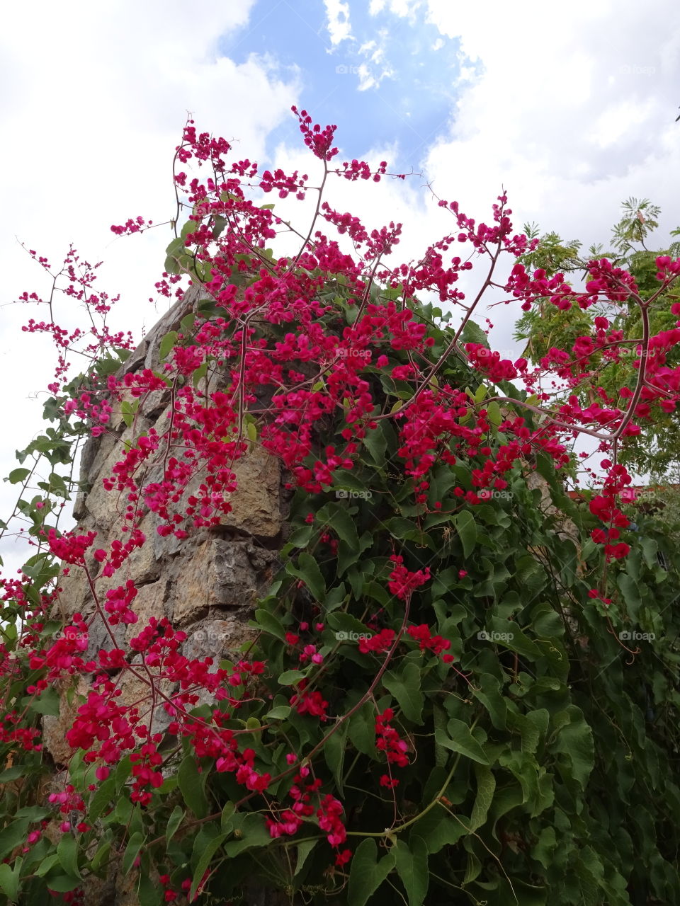 Flowers at the Chihuahuan desert garden