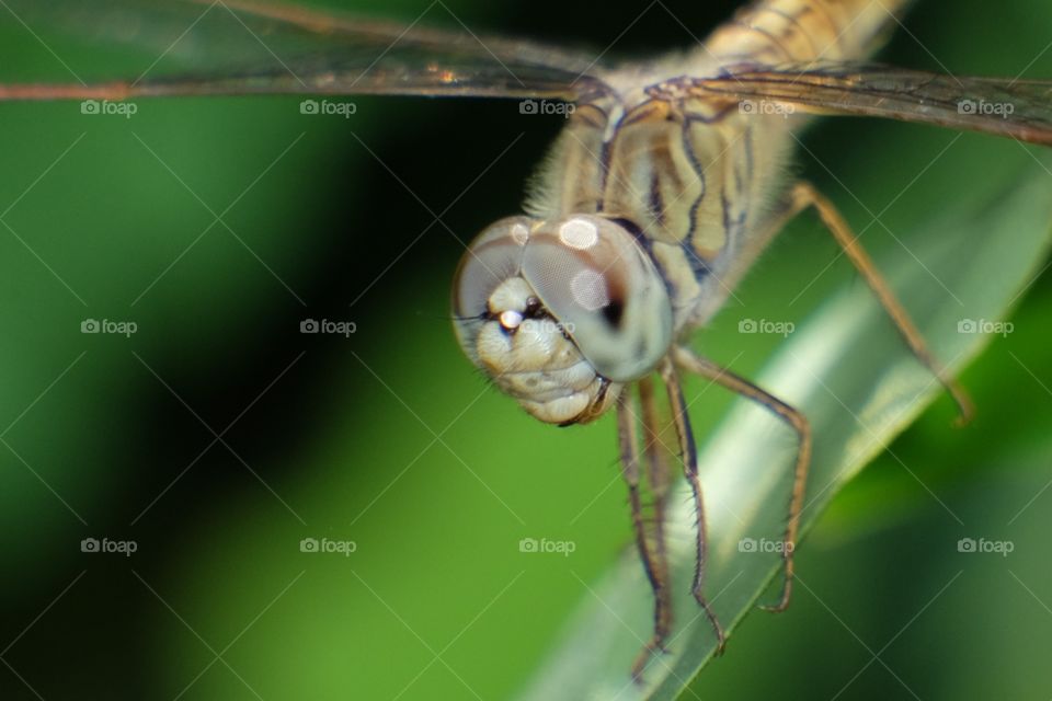 Close up Dragonfly 