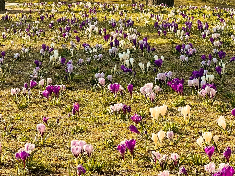 Spring