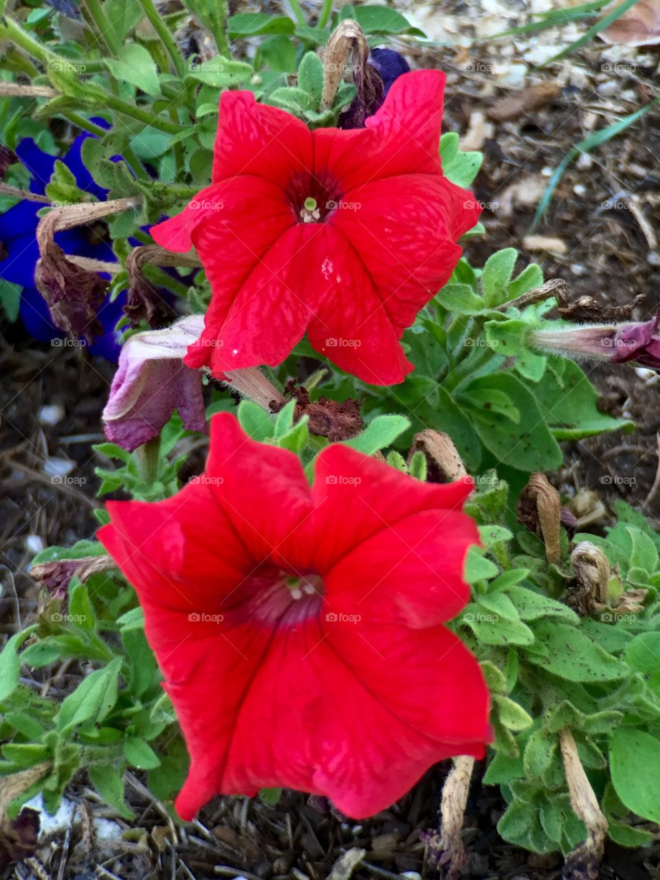 Red Tulips