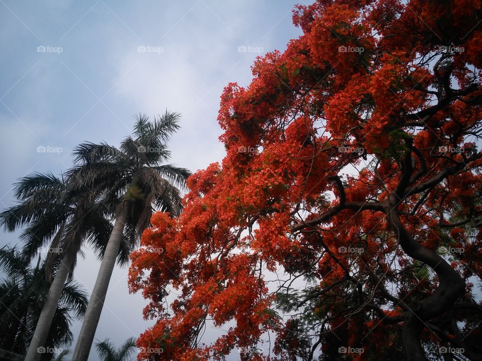a beautiful flowers tree in the garden.