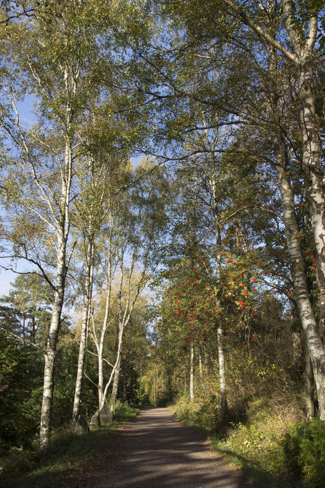 Path in the forest 