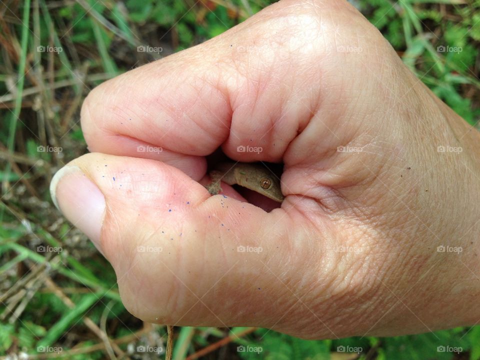 Lizard relocation and release