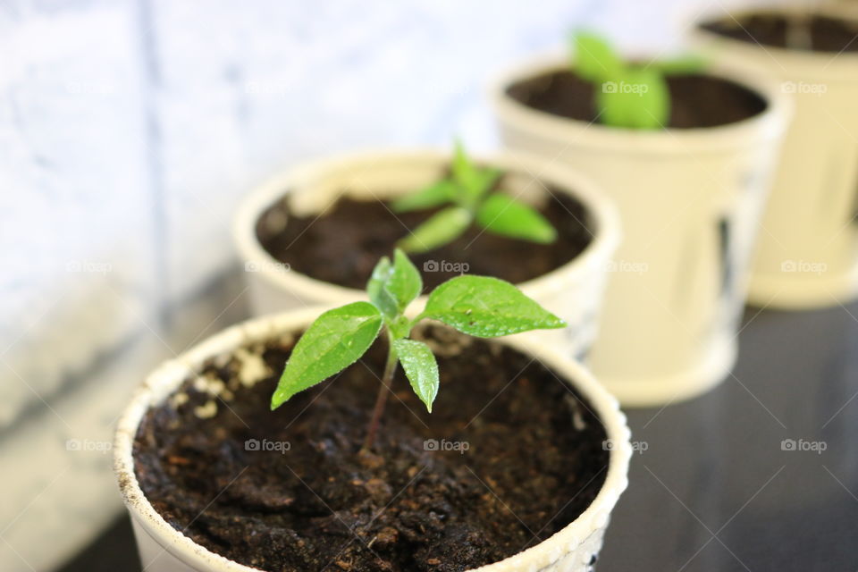 Seedlings 