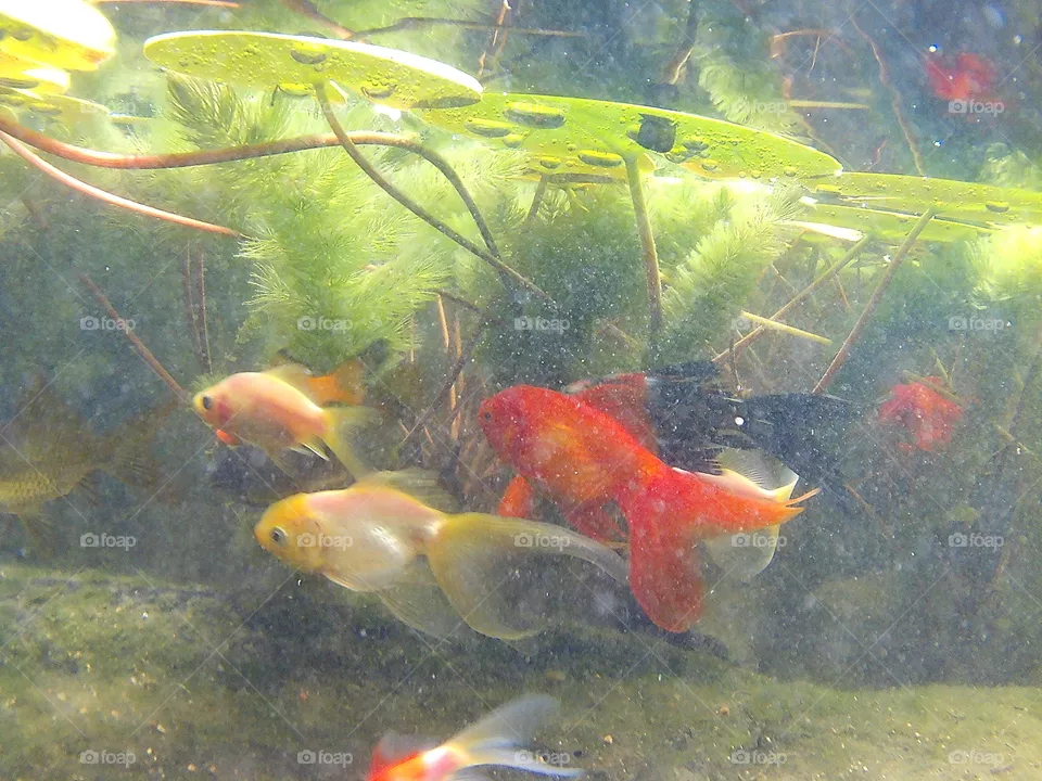 fishies