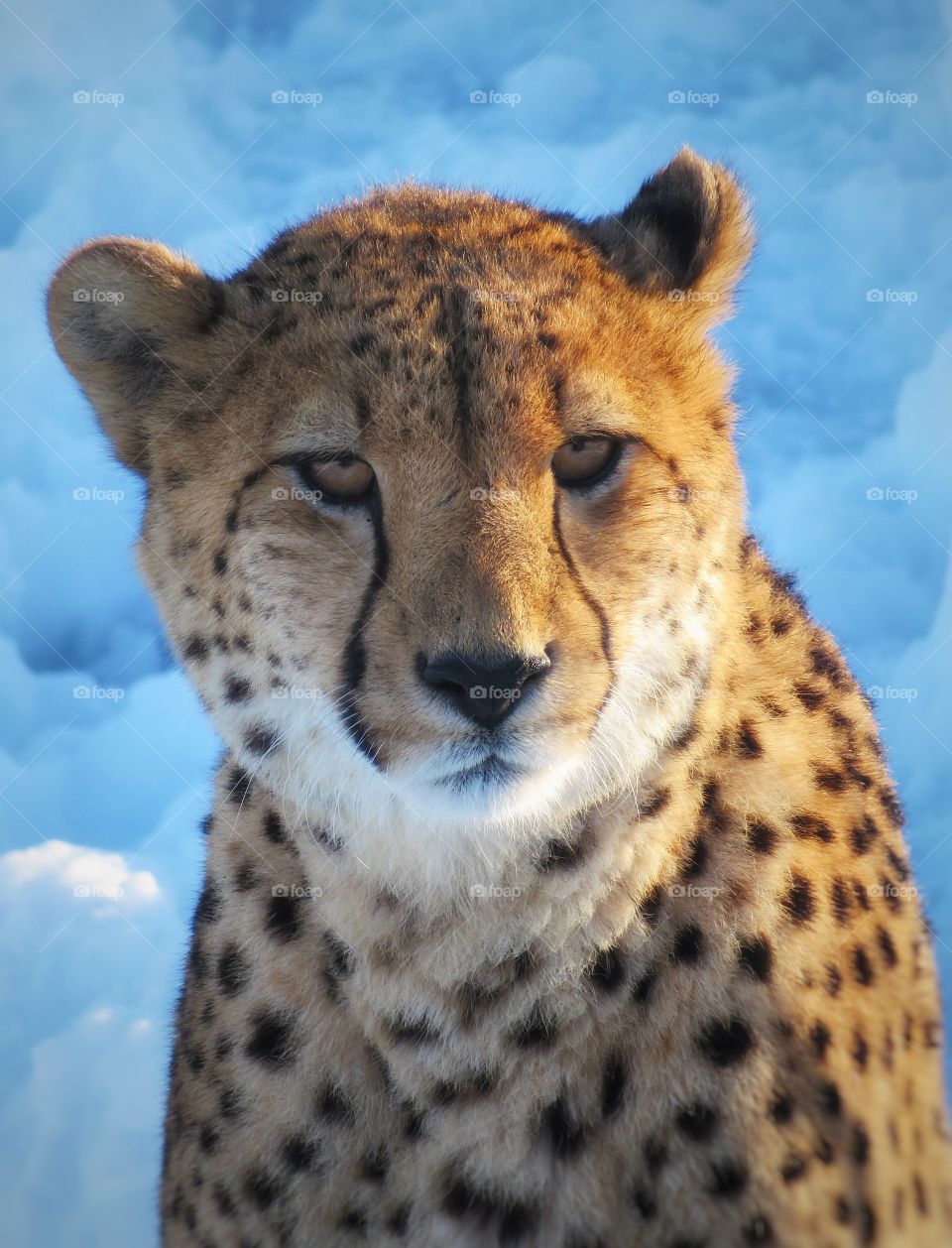 Male cheetah Hemmingford Québec 