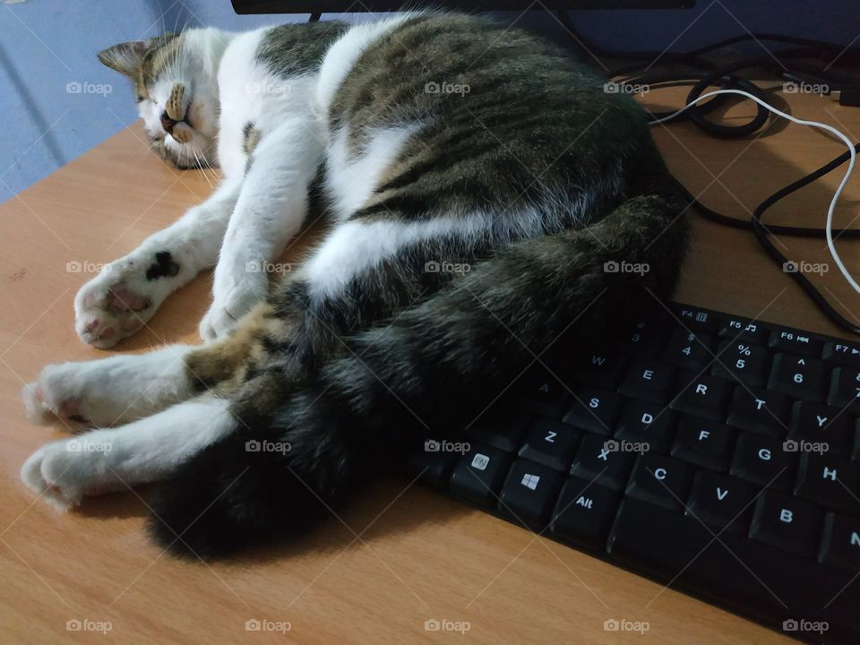 cat on keyboard