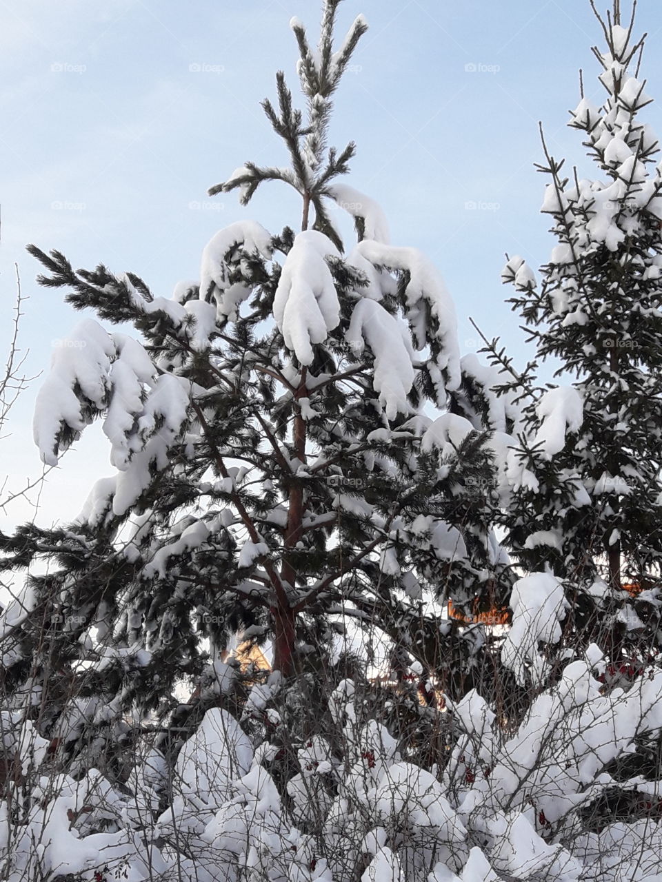 Зима елочки в снегу