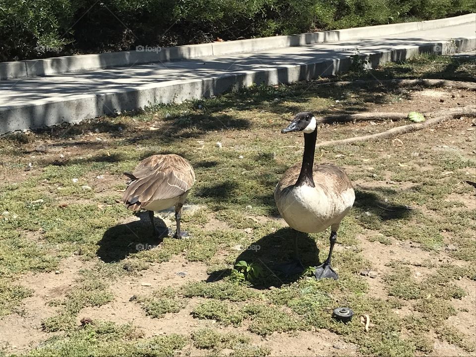 Canadian geese at the park 