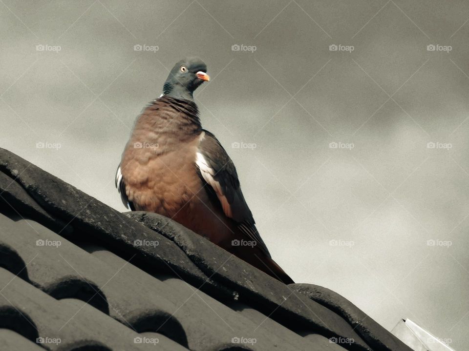 Pigeon