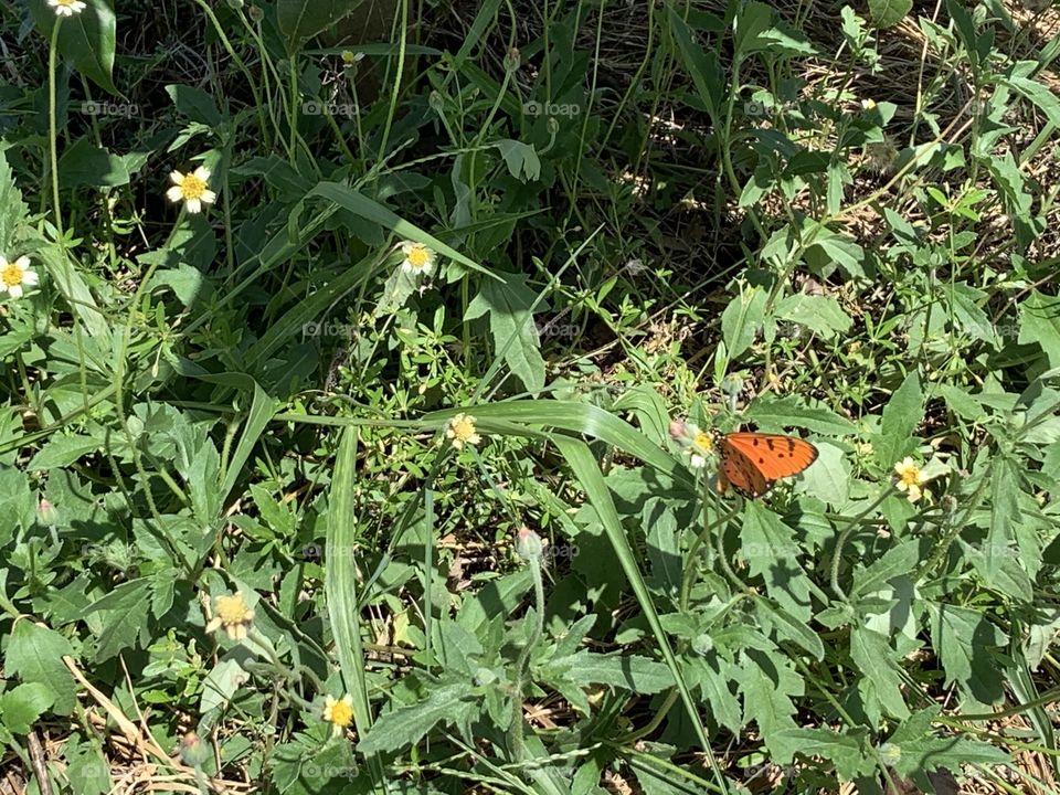 Plants around us.