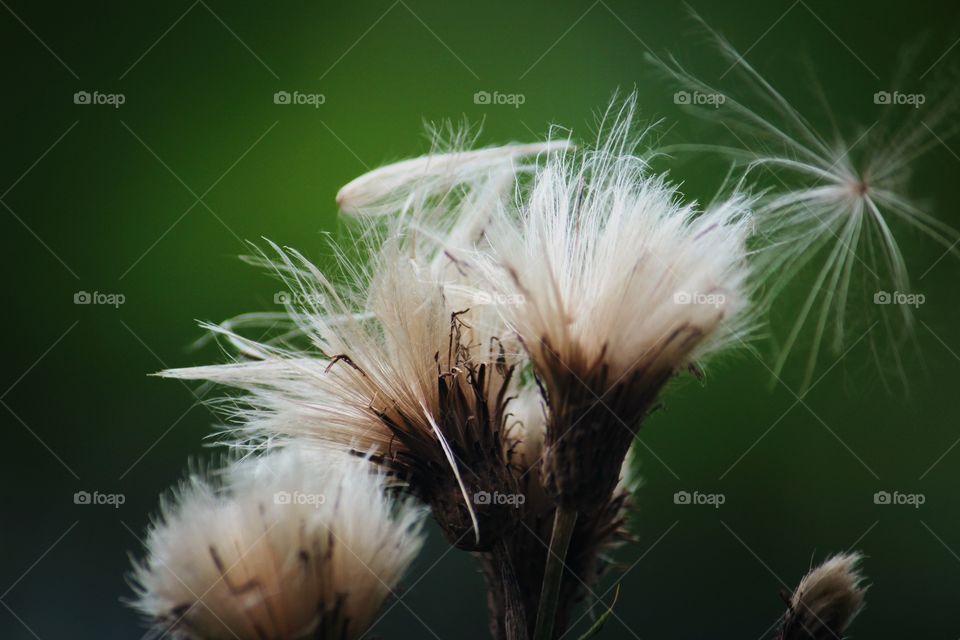 White flowers