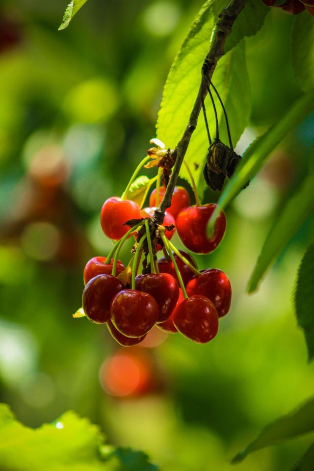 fruit