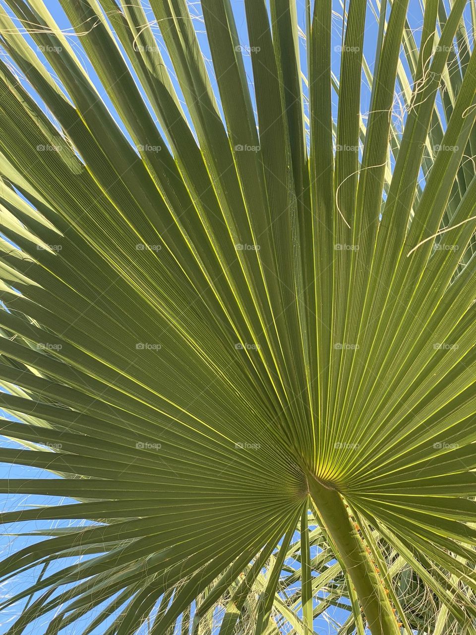 Green palm leaf 
