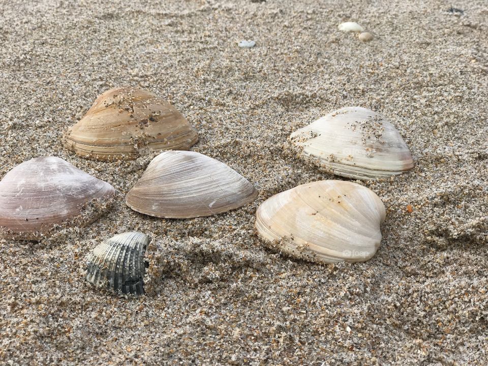 Shells on Playalinda Beach Florida
