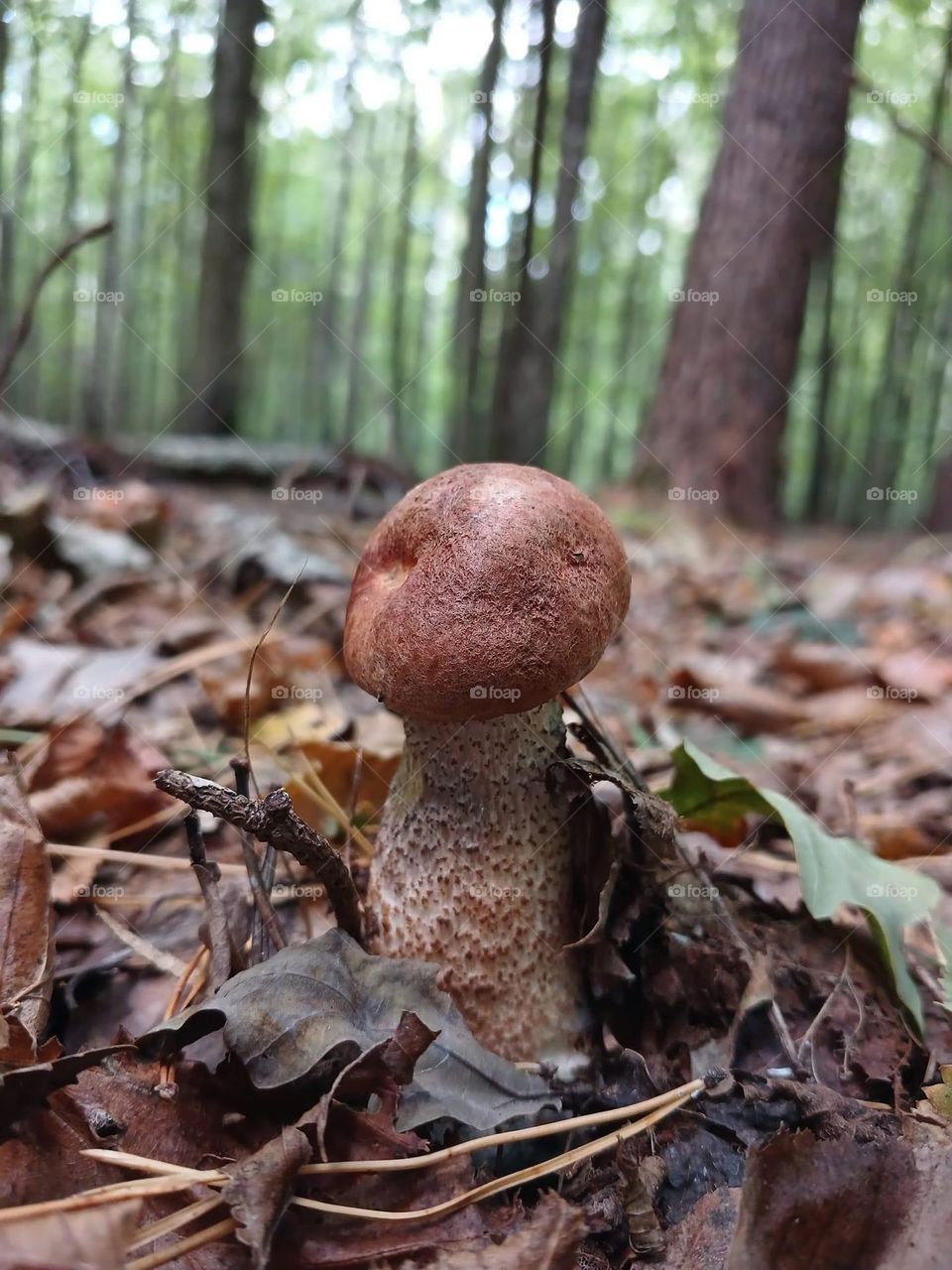 mushroom