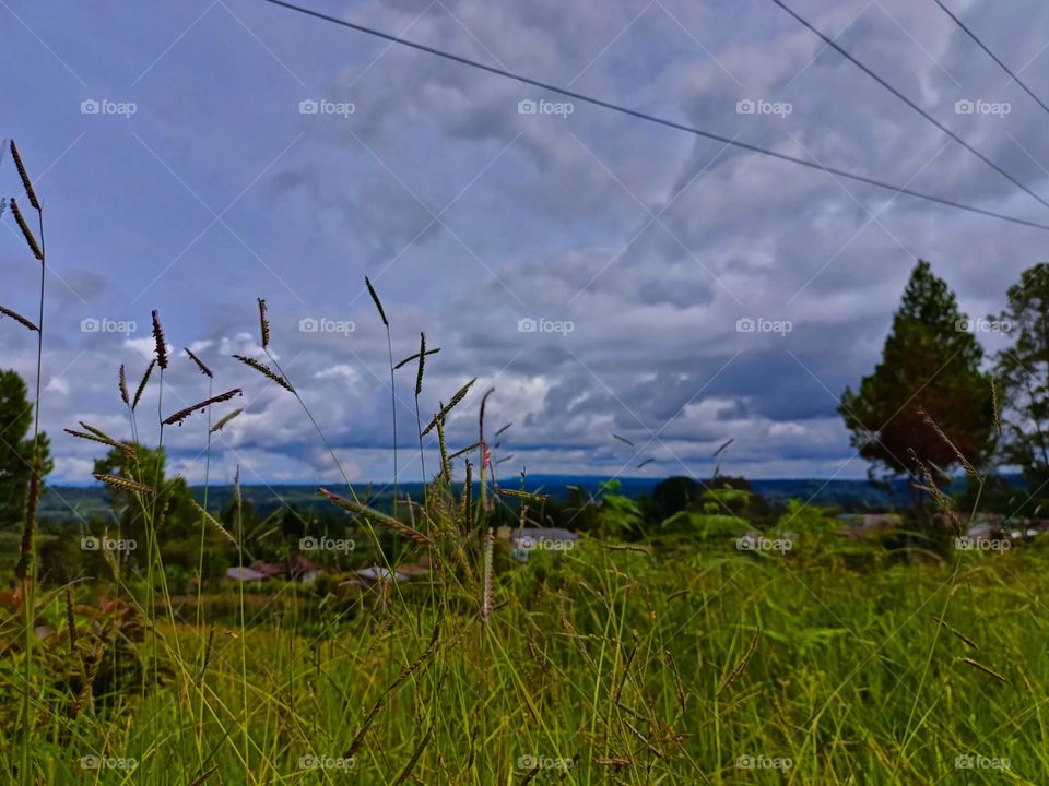 Landscape with meadow, blue sky and clouds. Rural
flowers on green grass. Field with grass and wild flowers Meadow with wild flowers.