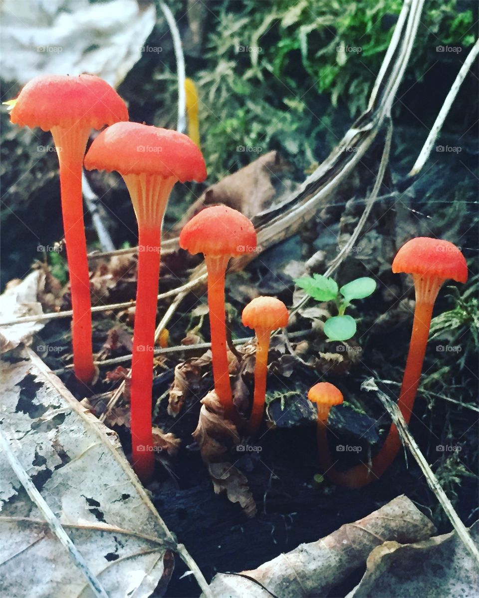 Fungus, Mushroom, Toadstool, Cap, Nature