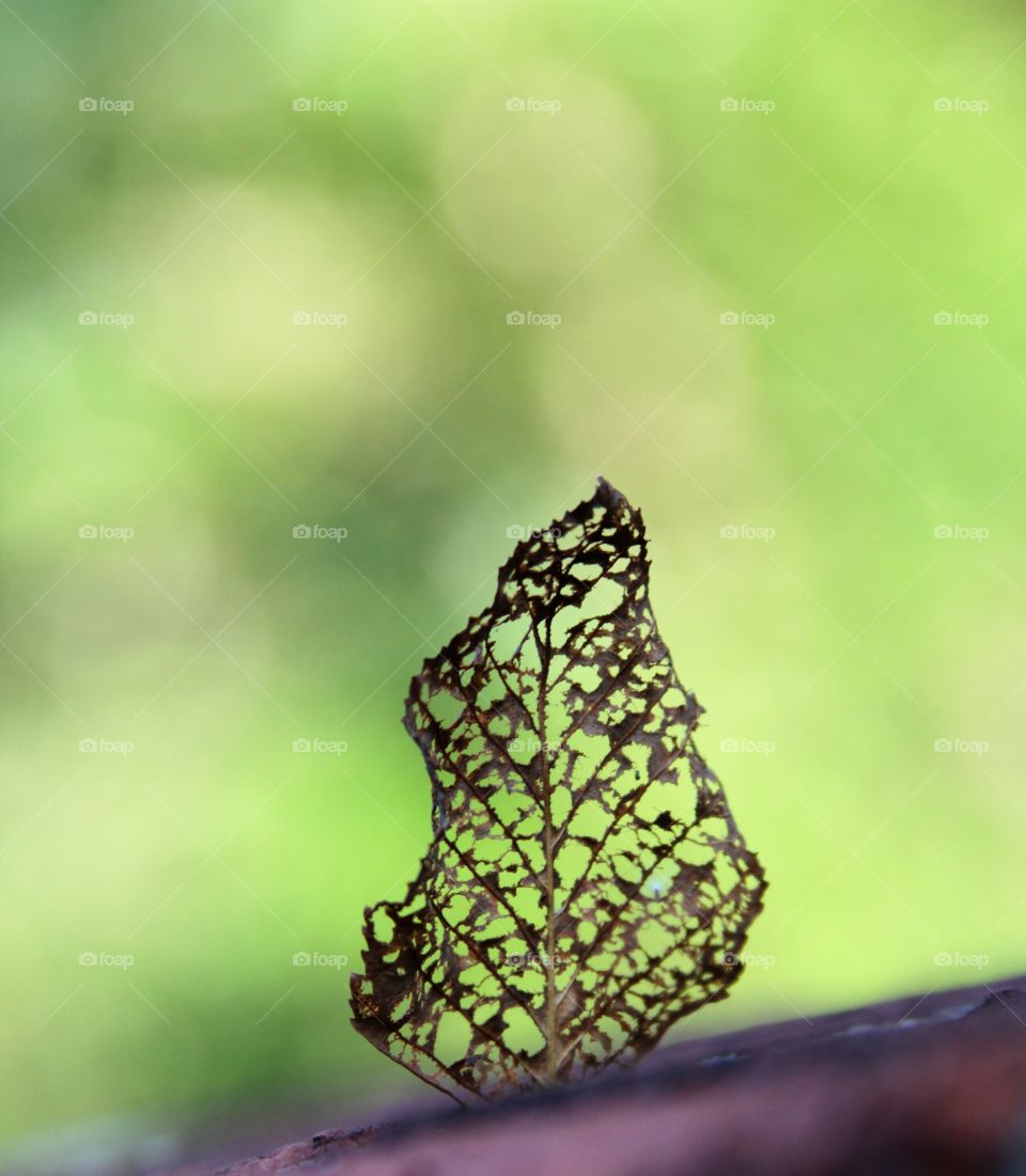 leaf lattice.