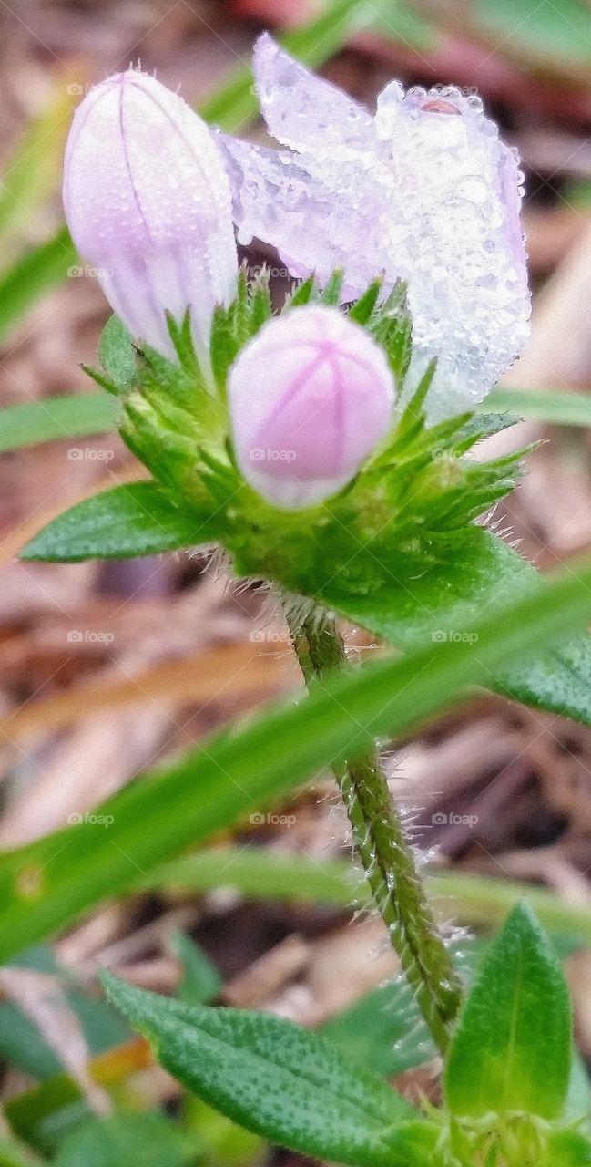 Nature: Pretty Pink Flowers