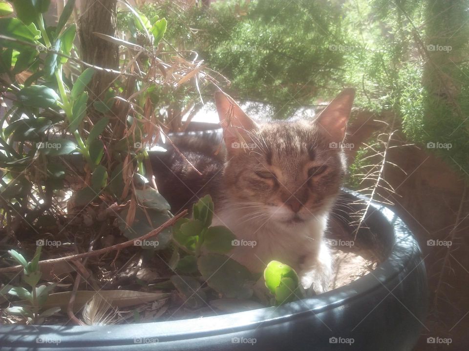 Beautiful cat between plants looking at camera.