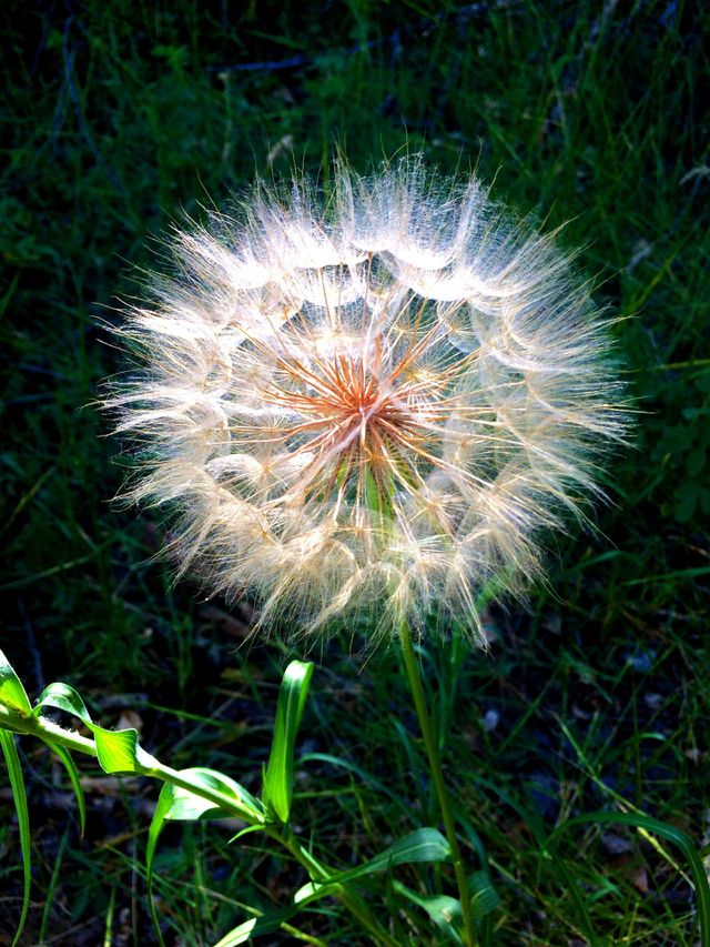 Dandy