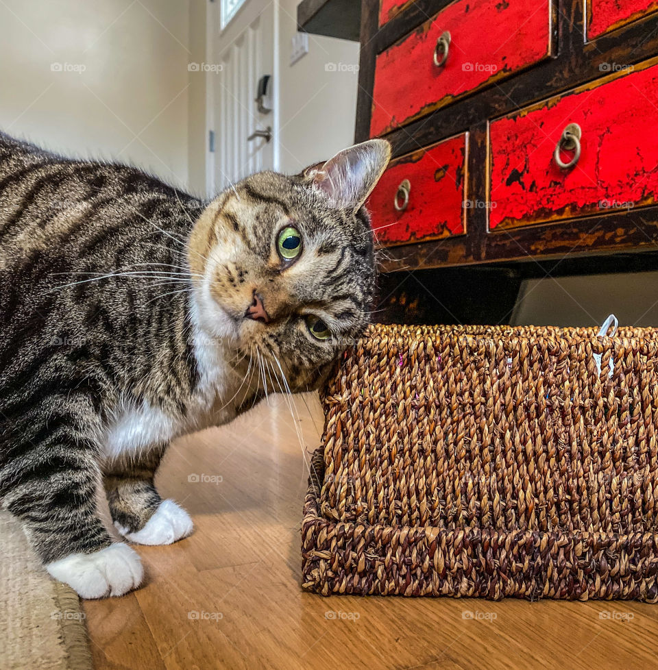 Cute cat rubbing her head against a wicker basket