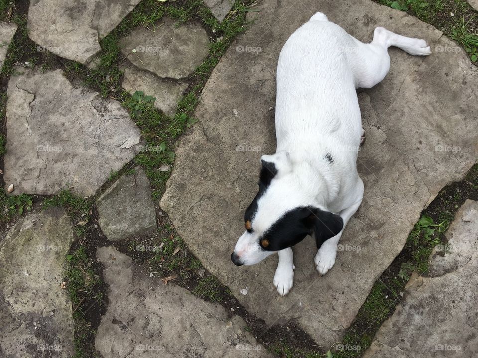 High angle view of cute white Jack Russell Terrier Dog with black and white floppy ears laying down and relaxing on natural stone patio in summer with grass growing between stones 