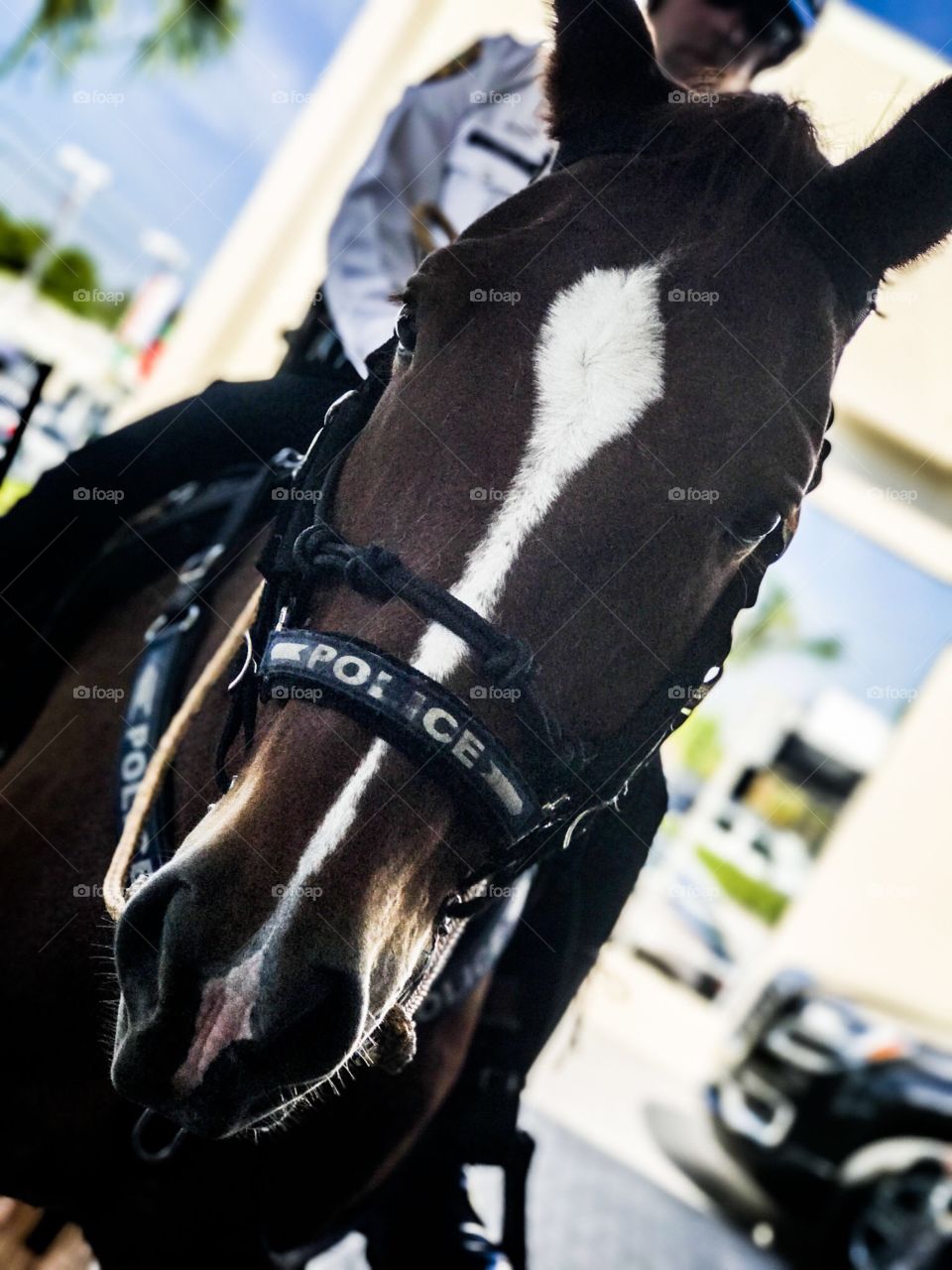 Miami police horse