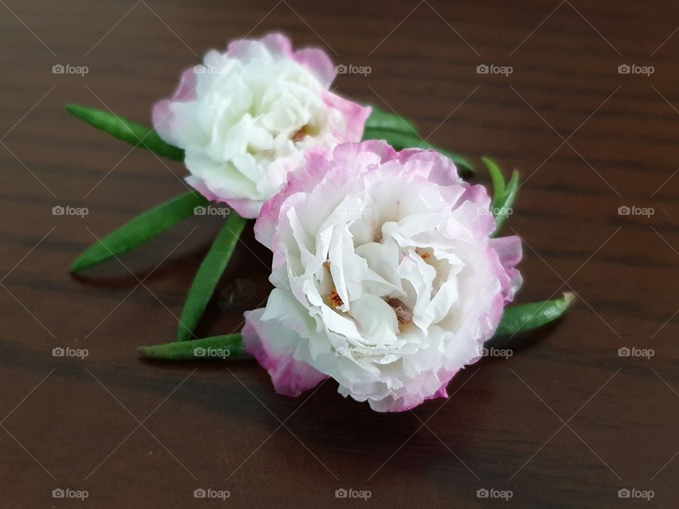 beautiful colorful flowers