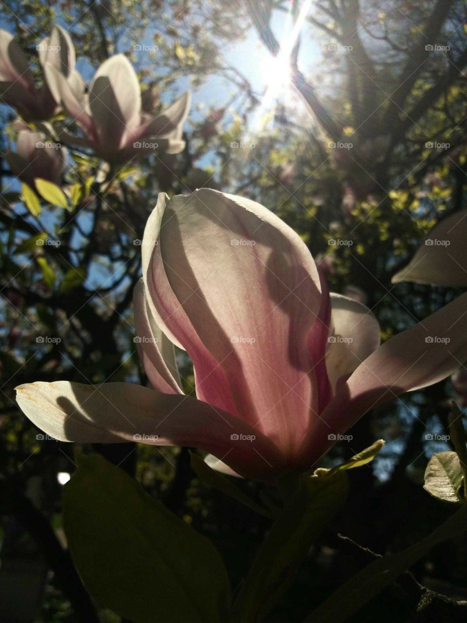 magnolia blossom backlit