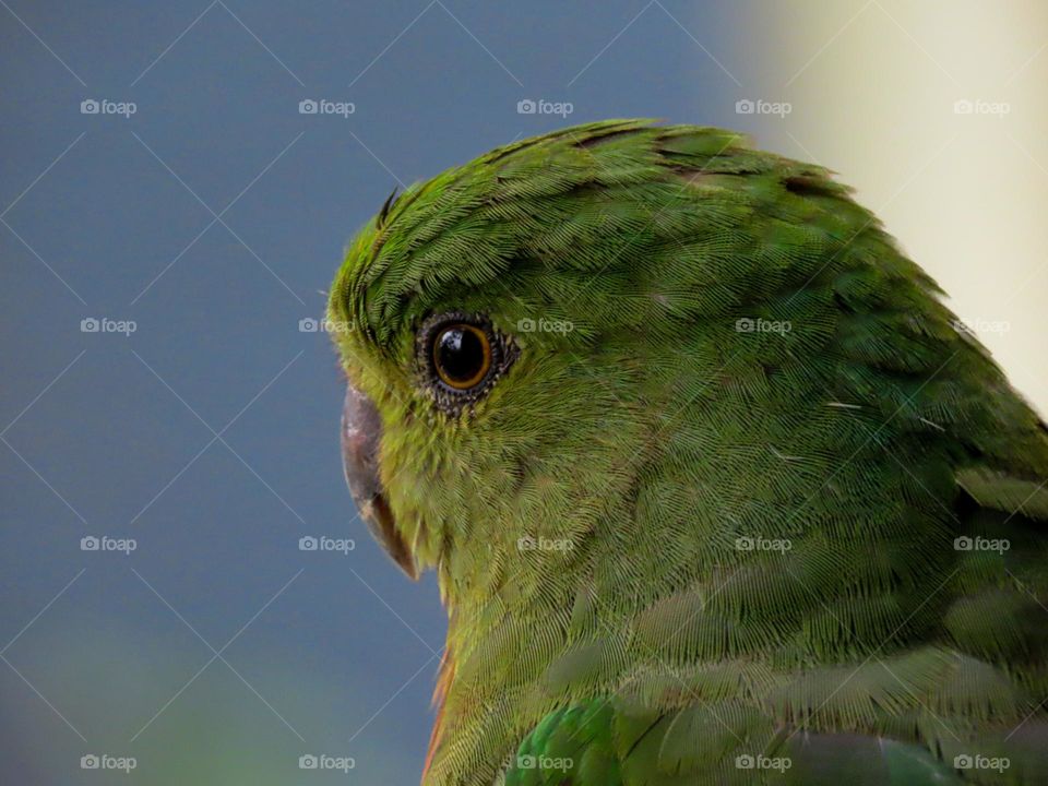 Bird closeup