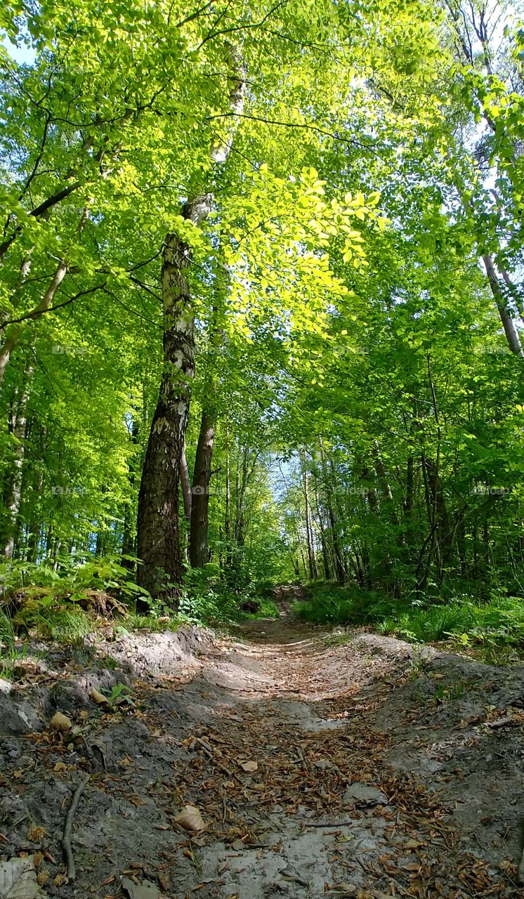 wald baum grün green Forest weg path