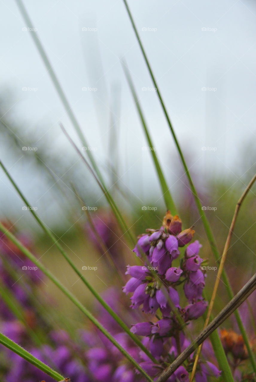 purple flower macro