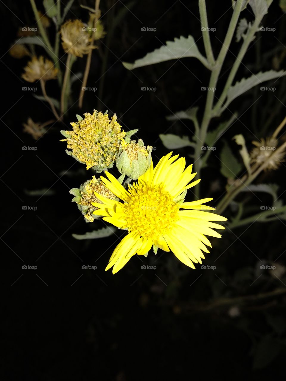 yellow flowers