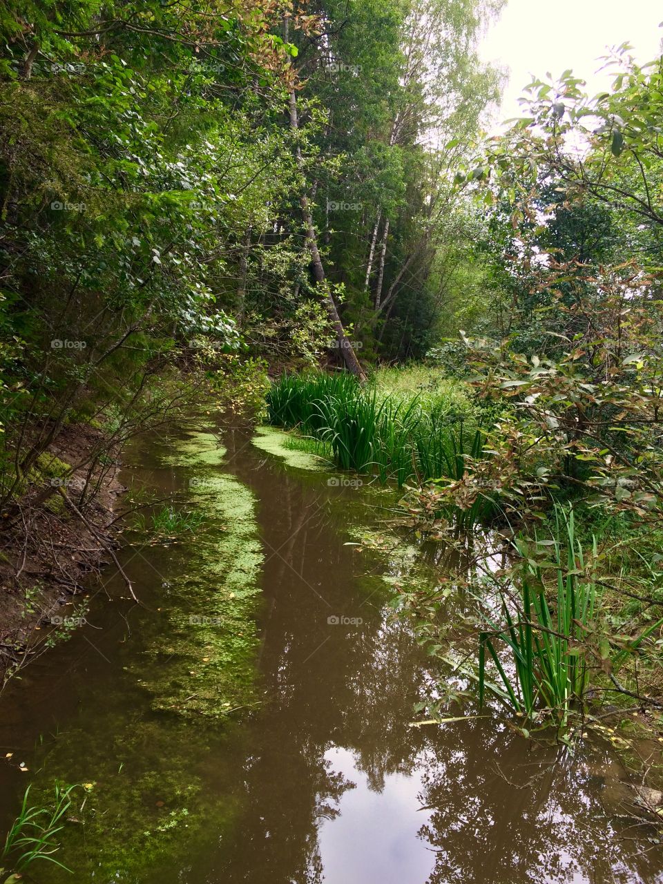In the forest in Sweden