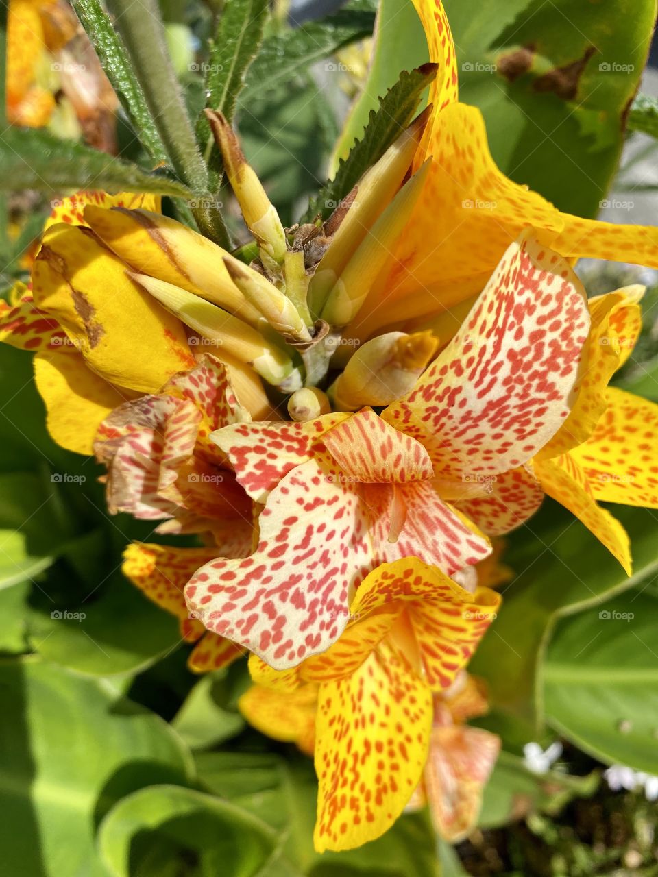 Portrait of the flower 