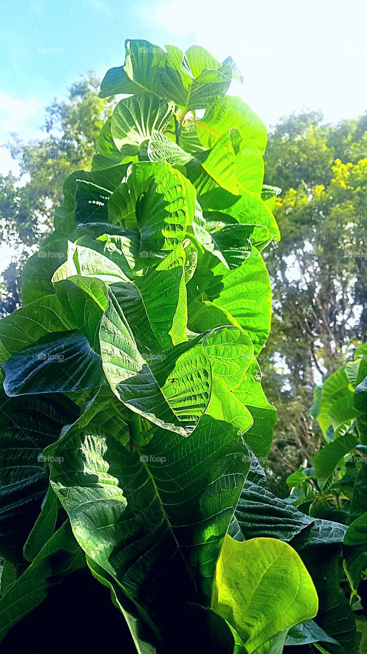 Edson Nilsen 👣 🇬‌🇪‌🇳‌🇹‌🇪‌ 🇲‌🇪‌ 👣 🇸‌🇪‌🇬‌🇺‌🇪‌👣 🇵‌🇴‌🇷‌ 🇫‌🇦‌🇻‌🇴‌🇷‌  👣 ‌👣