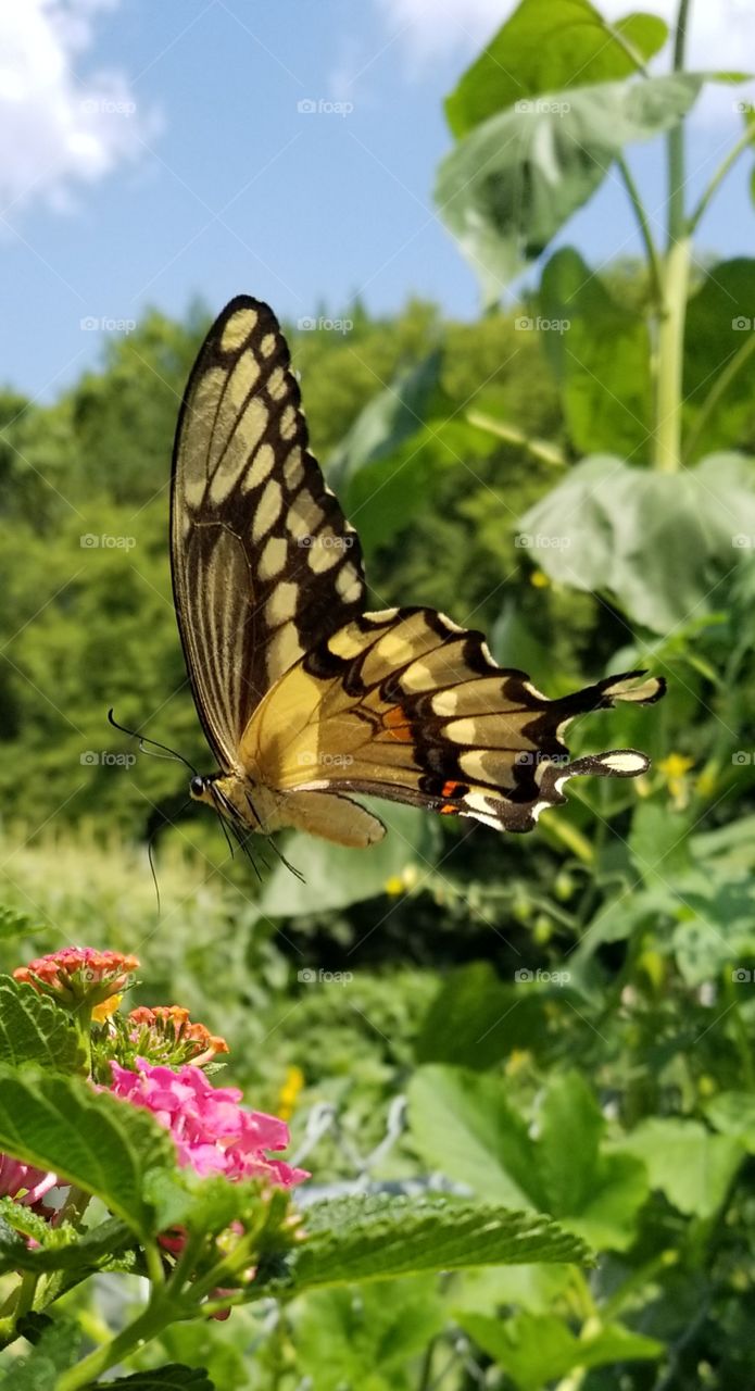 swallowtail Glide