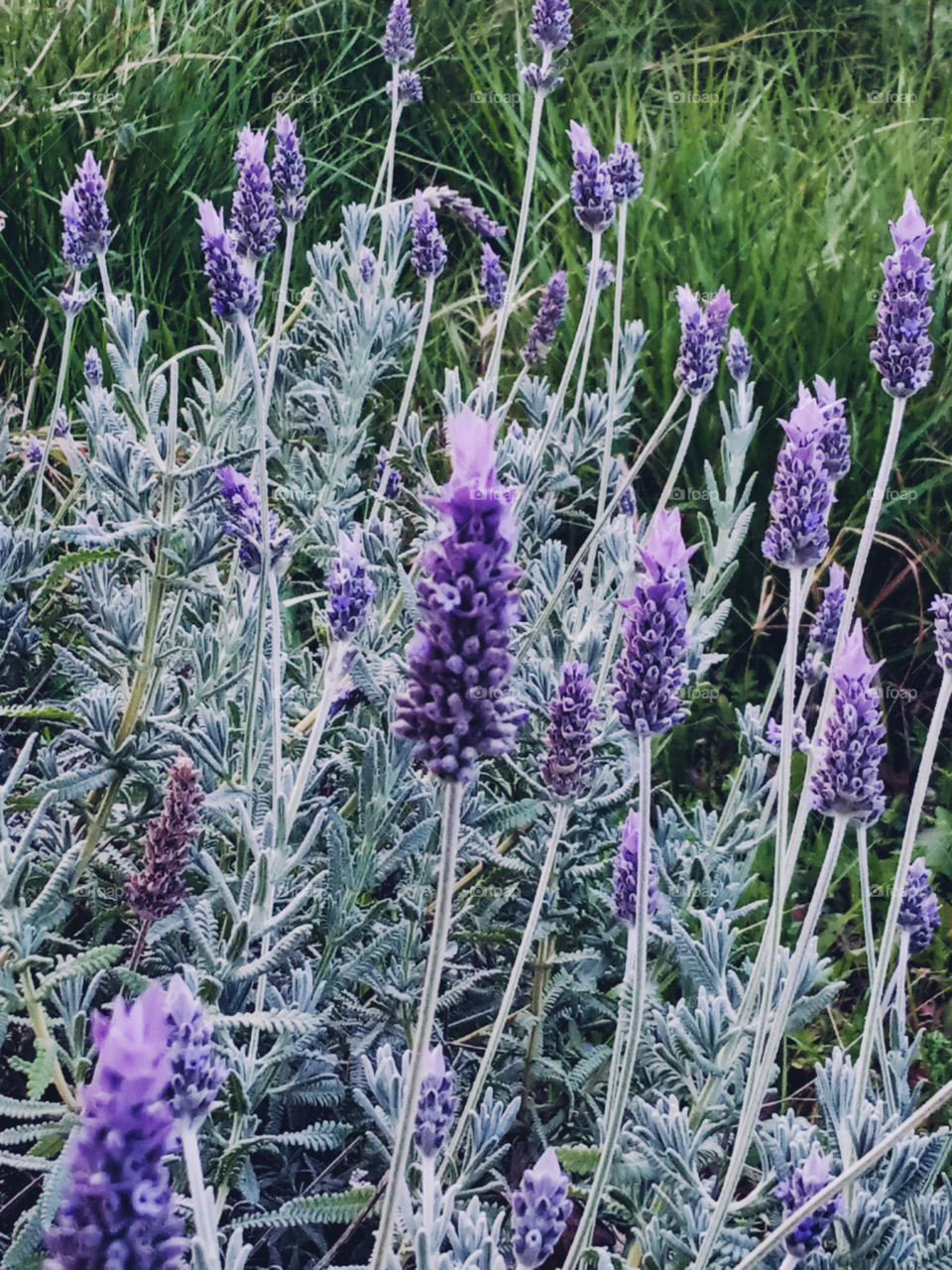 lavender flowers