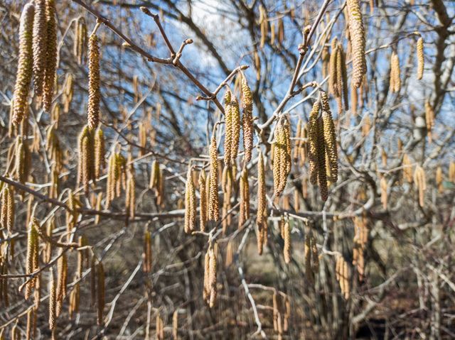 The hazel bloom. Spring, the month of March. Nature.