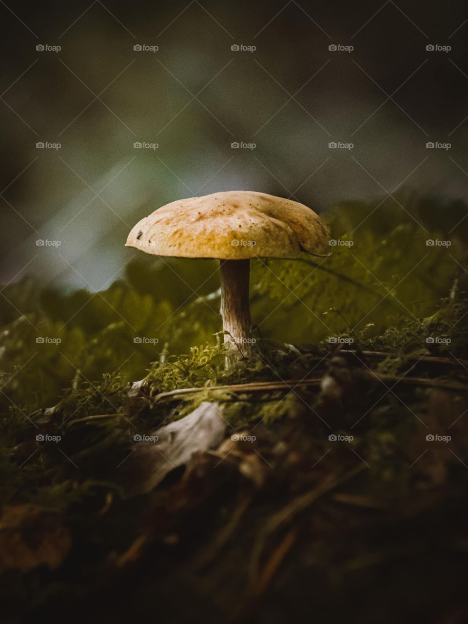 Mushroom 